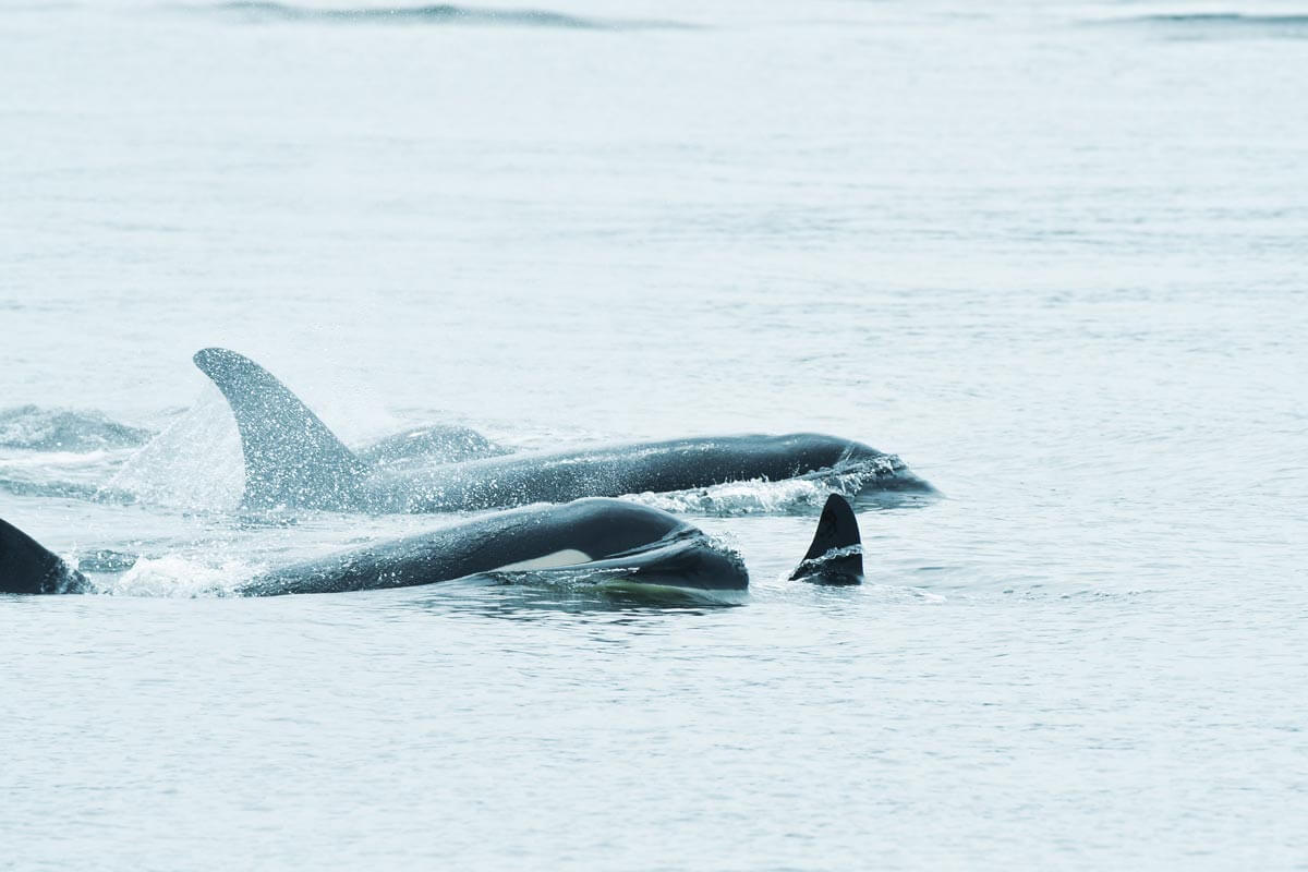 Three orcas swim close to the waters surface, with their dorsal fins and parts of their sleek black-and-white bodies visible above the calm, light blue water.