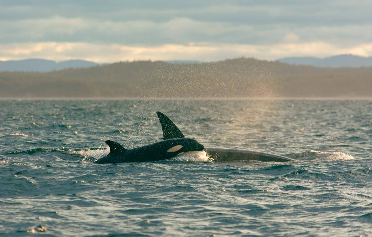 Two orcas swim close together near the ocean surface, with water spray visible. Forested hills and a cloudy sky form the background.