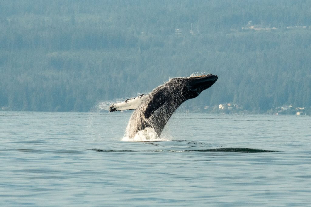 A humpback whale breaches out of the water in the Salish sea along the coast of Vancouver, BC