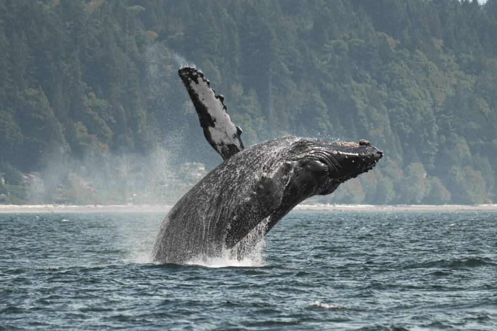 A humpback whale breaches out of the water with its pectoral fin in the air in front of an island