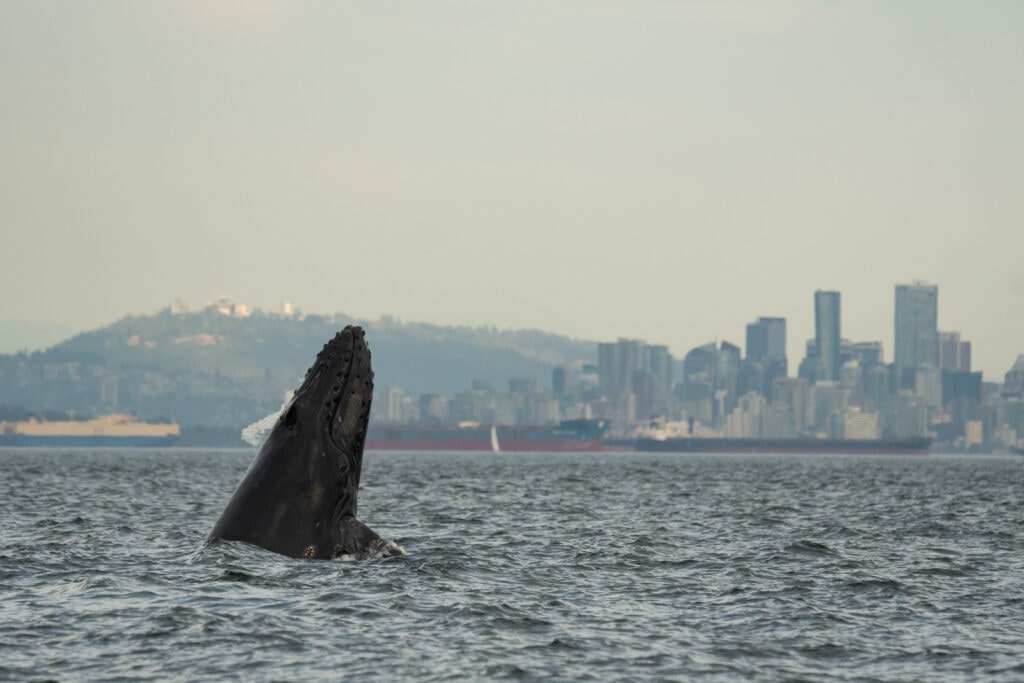 A humpback whale breaches out of the water of Burrard Inlet in front of Downtown Vancouver and Stanley Park.