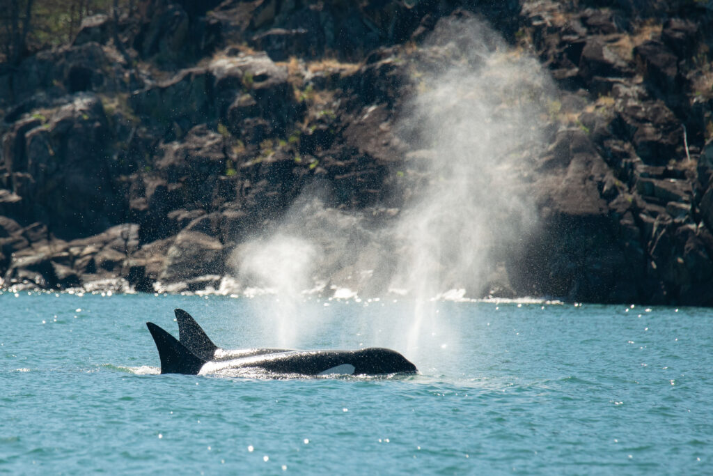 A pod of orcas glides through the rich waters of their natural habitat, surrounded by a stunning backdrop