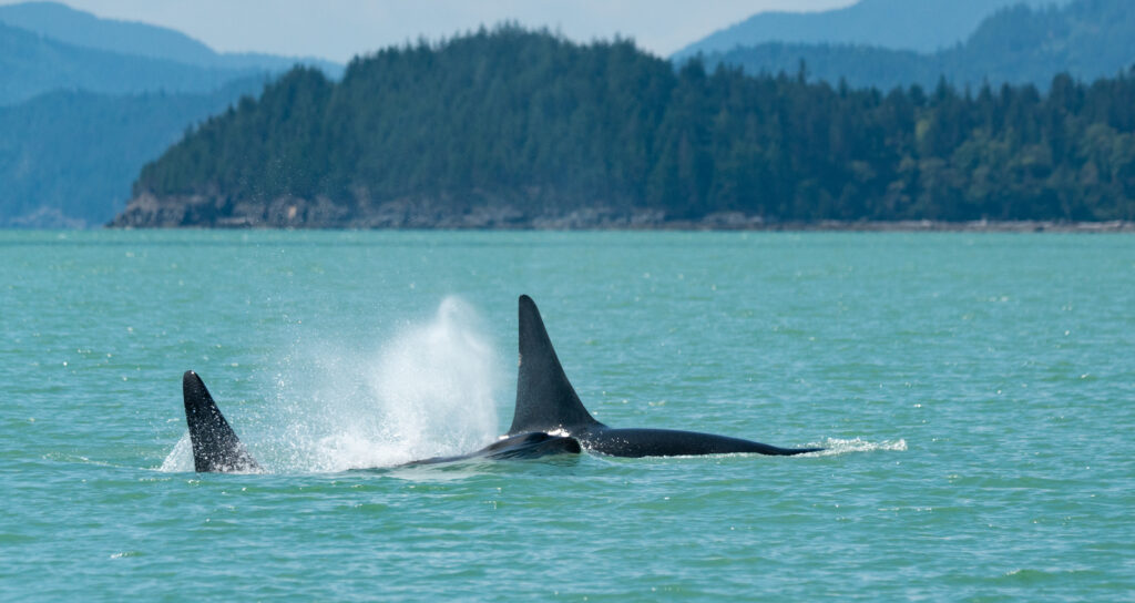 Two bull orcas surface together in the calm glacial waters of Howe Sound near Vancouver
