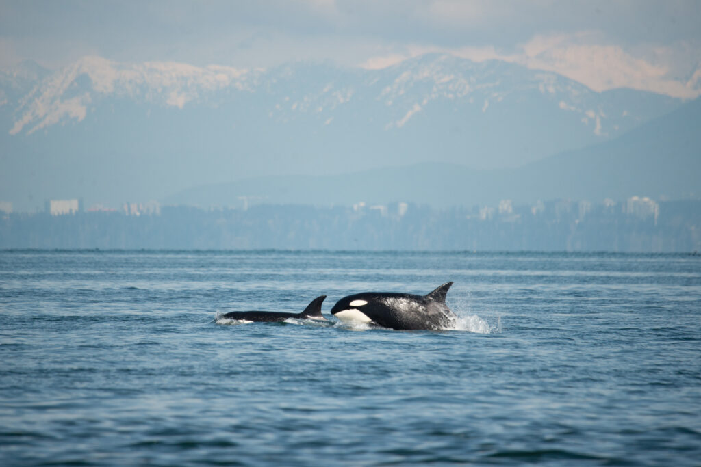 Mother and young orca breach out of the water with Vancouver and UBC in the background.