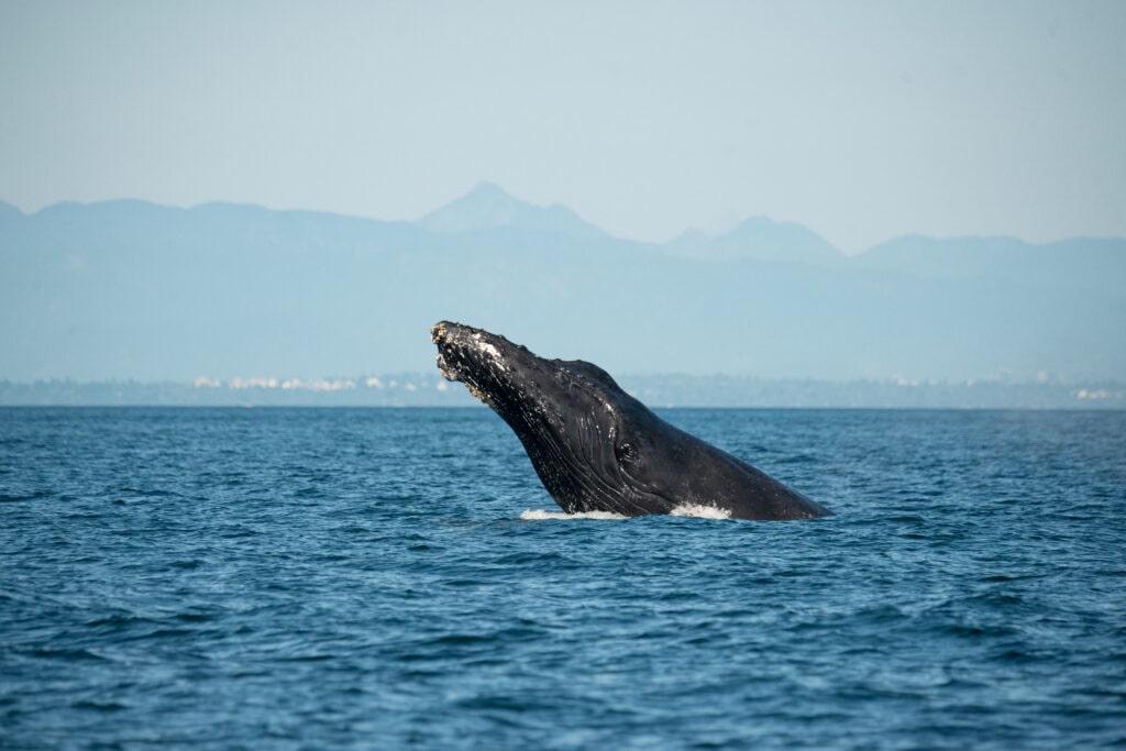A humpback whale looks above the calm blue waters of the Salish sea. Behind is UBC and Vancouver in the shadow of the North shore mountains