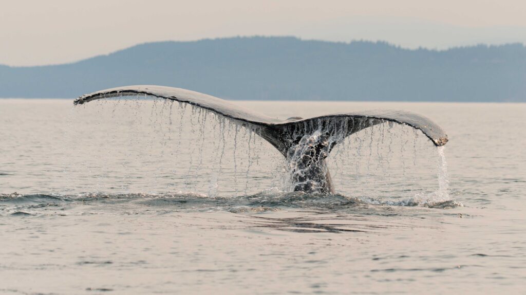 A humpback whales fluke drips water as it prepares to disappear under the water to feed on krill in the Georgia Strait.