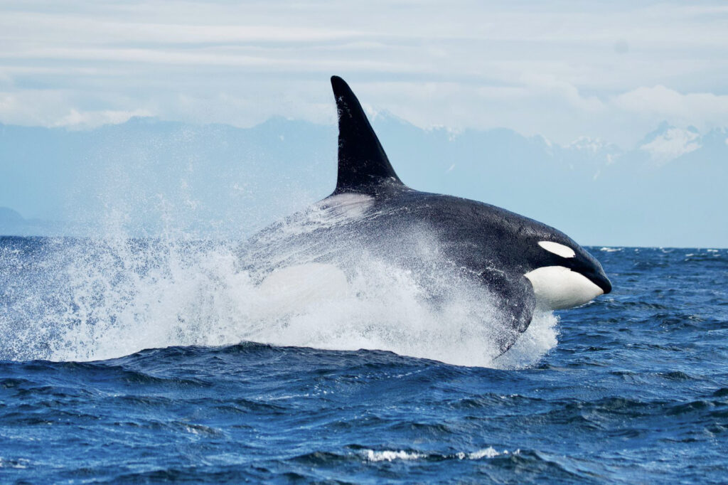 A male orca lunges out of the rough waters off Vancouver Island as it plays with a pod of other whales