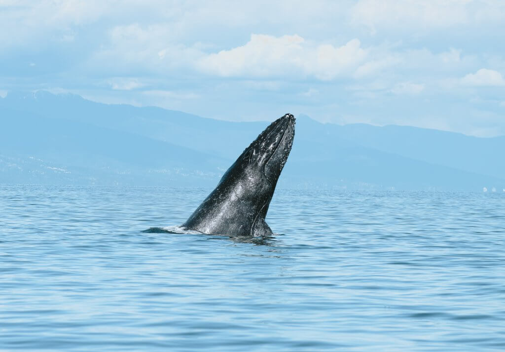 A humpback whale chin slaps out of the calm blue waters off the coast of Vancouver, their massive tails helps lift their body out of the water
