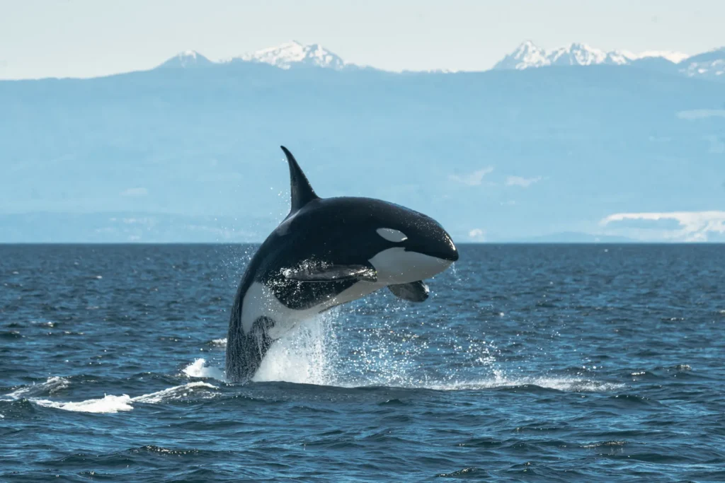 Orca jumping out of the water
