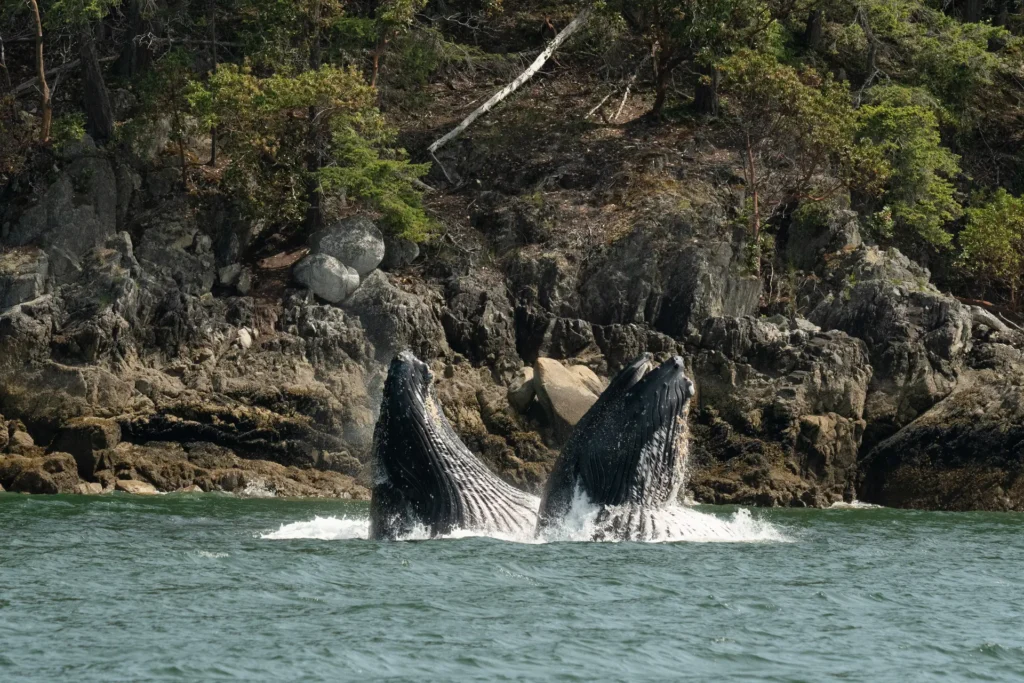 2 Humpback whales coming out of the water