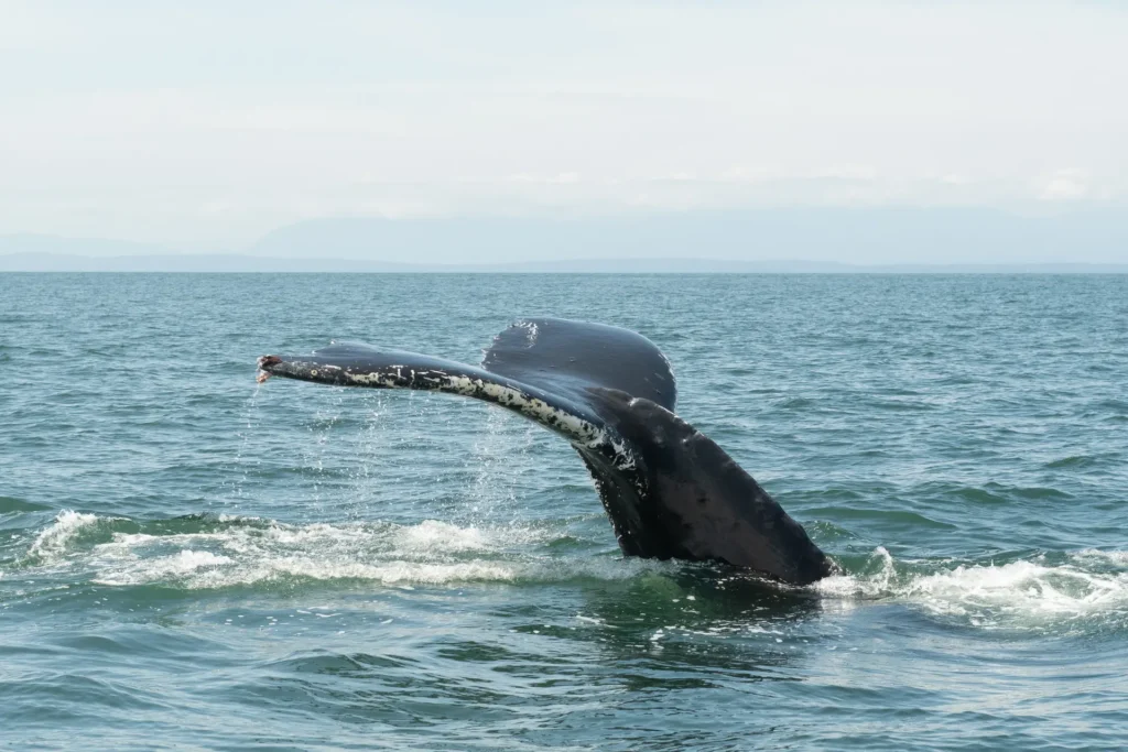 A whale’s tail fin emerges from the surface of the ocean, droplets cascading off, as wildlife thrives in the calm sea, with distant mountains silhouetted under a hazy sky.