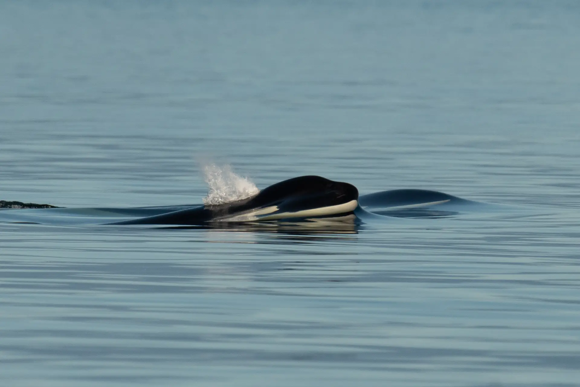 A killer whale, a stunning piece of wildlife, swims just below the calm, blue surface of the water, its black dorsal fin and white markings partially visible as it breathes and creates a small splash.