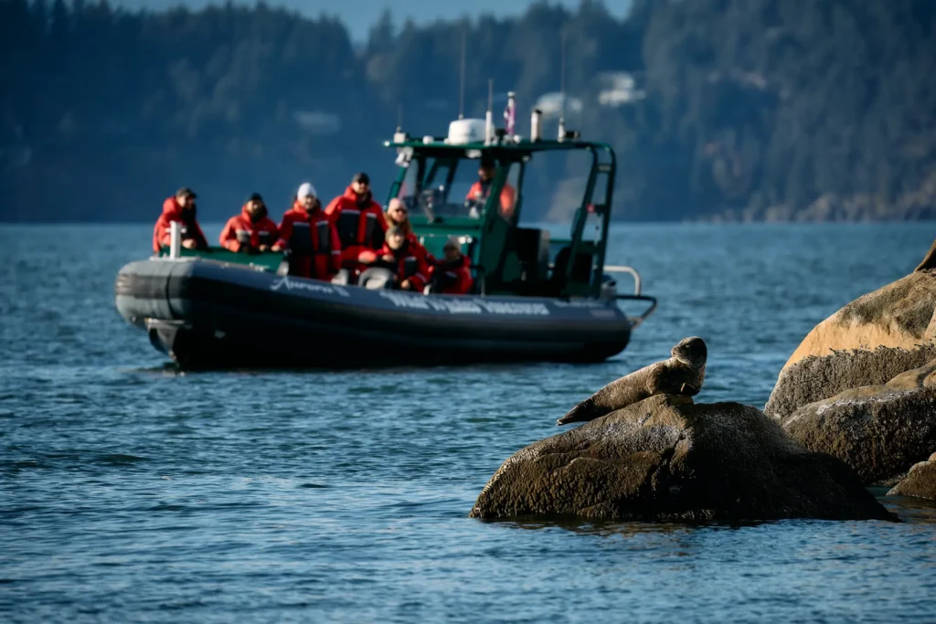 Tourists watching seal