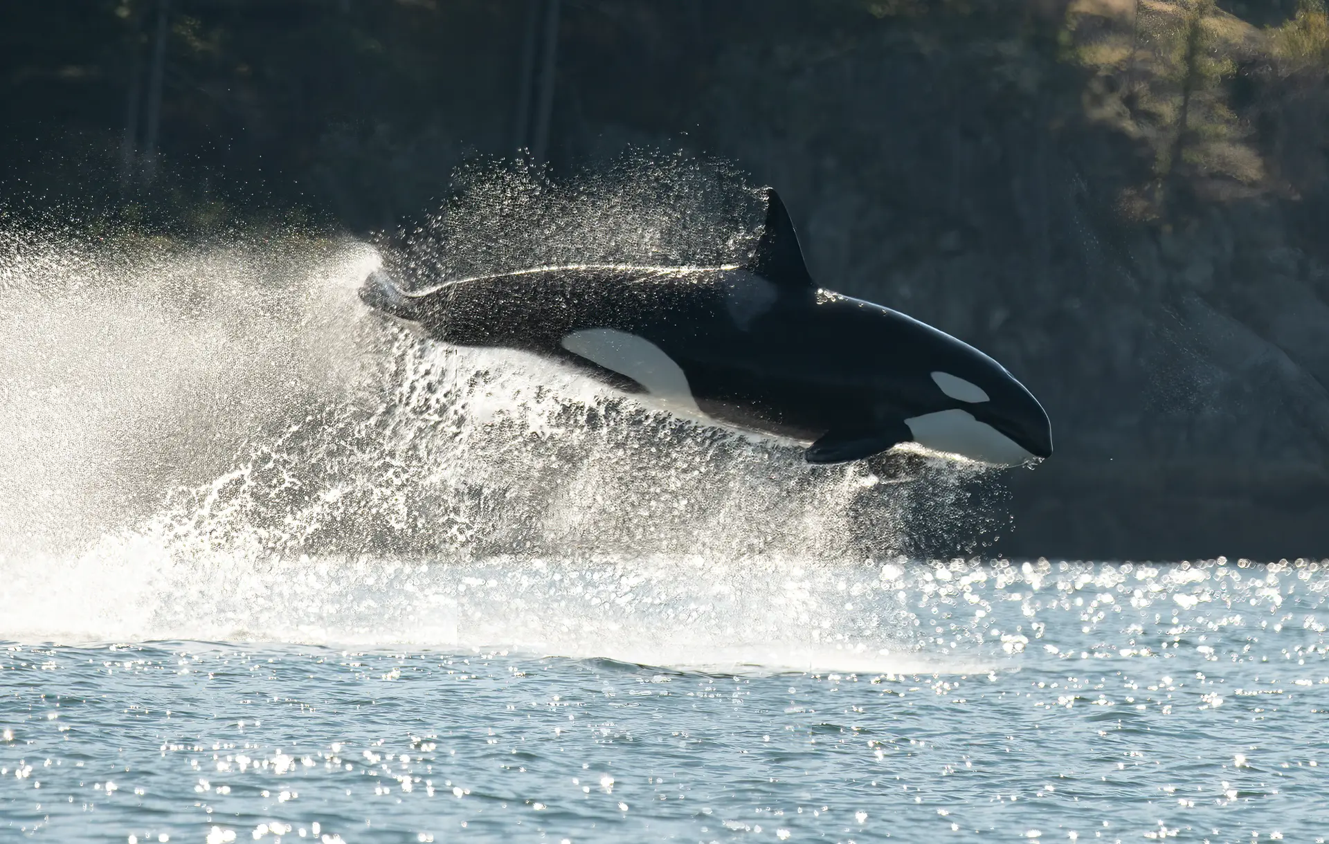 Orca whale jumping out of the water